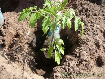 cultivarea de tomate și de întreținere în câmp deschis (cultivare) cultivarea de tomate și de întreținere în câmp deschis