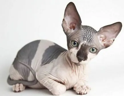 Cat rasa Sphynx - de îngrijire și întreținere