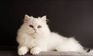 Semne despre pisici care spune credinta populara (pisica moare la domiciliu) Semne despre pisici care spune credinta populara