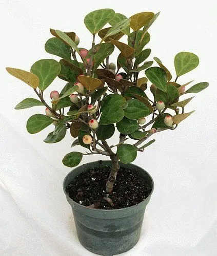 Credinte si superstitii despre Ficus - poate păstra casa (așteptare) Credinte si superstitii despre Ficus - Pot să-l țin acasă