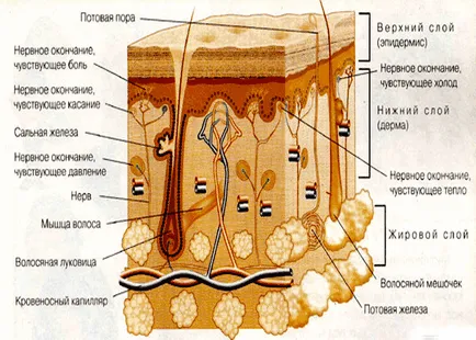 Cosurile de pe corpul copilului și cauza speciei (corpul) Cosurile de pe corpul copilului și cauza speciei