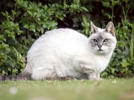 Credinte si superstitii asociate cu pisici