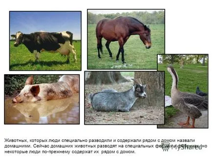Prezentarea pe cineva care dă animale de companie pentru copii 2-4 ani Dragi părinți,