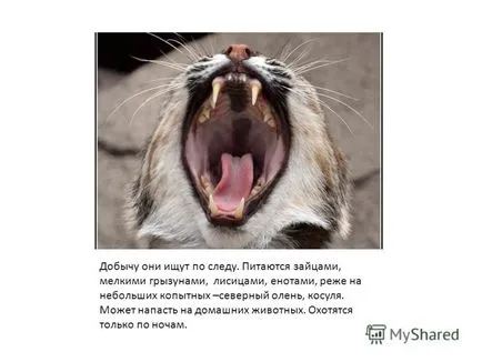 Prezentare pe lynx mamifer carnivor