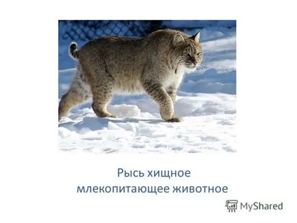 Prezentare pe lynx mamifer carnivor