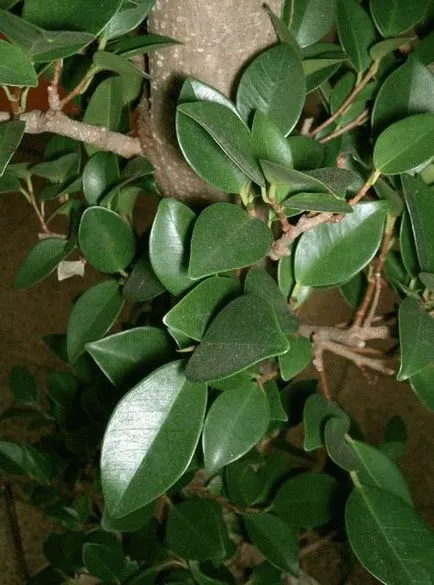 Credinte si superstitii despre Ficus - Pot să-l țin acasă (semne) Credinte si superstitii despre Ficus - Pot să-l țin acasă