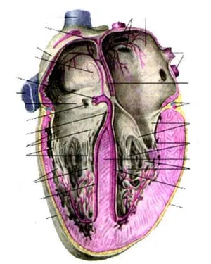 Sistem de conducere cardiacă - este