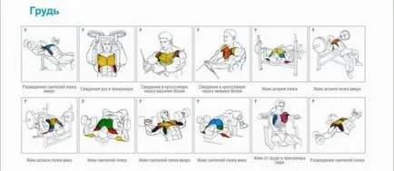 Programul de formare pentru recrutare musculare, cu exercitarea efectivă (mușchi) Programul de formare pentru recrutare musculare, cu exerciții eficiente