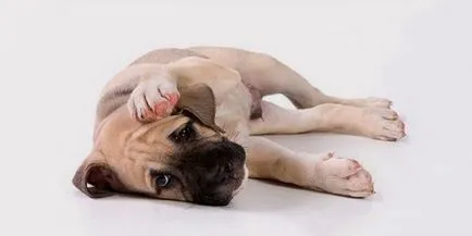 atașamentul față de proprietarul câinelui