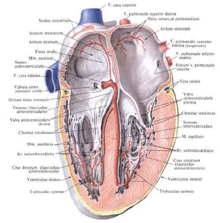 Sistem de conducere cardiacă - este