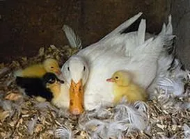 Adăpostit Duck deosebită grijă de ea și de hrănire (pui) Adăpostit Duck o atenție deosebită de ea și de hrănire