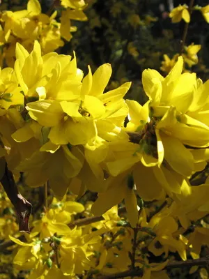 Forsythia Plant imagine de flori și descrierea, butași propagarea și cultivarea Forsythia în grădină