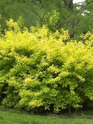 Forsythia Plant imagine de flori și descrierea, butași propagarea și cultivarea Forsythia în grădină