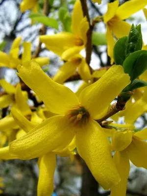 Forsythia Plant imagine de flori și descrierea, butași propagarea și cultivarea Forsythia în grădină
