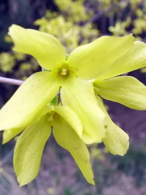 Forsythia Plant imagine de flori și descrierea, butași propagarea și cultivarea Forsythia în grădină