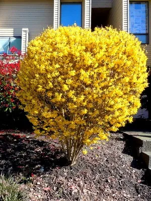Forsythia Plant imagine de flori și descrierea, butași propagarea și cultivarea Forsythia în grădină