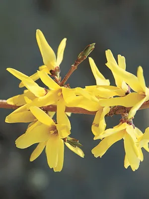 Forsythia Plant imagine de flori și descrierea, butași propagarea și cultivarea Forsythia în grădină