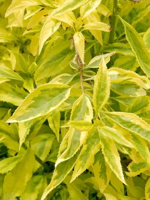 Forsythia Plant imagine de flori și descrierea, butași propagarea și cultivarea Forsythia în grădină