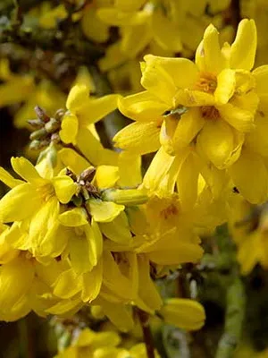 Forsythia Plant imagine de flori și descrierea, butași propagarea și cultivarea Forsythia în grădină