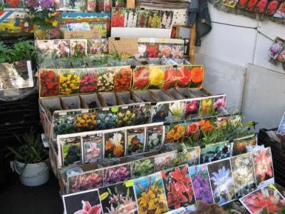 Plantele de primăvară paturi de flori și regulile de plantare a acestora în zona de grădină (plante) Plantele de primăvară paturi de flori și normele lor de plantare în zona de grădină