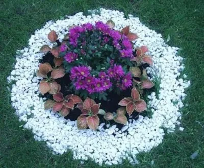 Plantele de primăvară paturi de flori și regulile de plantare a acestora în zona de grădină (plante) Plantele de primăvară paturi de flori și normele lor de plantare în zona de grădină