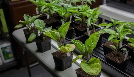 răsaduri de vinete la cultivare acasă, fertilizare și întreținere (termeni) răsaduri de vinete la cultivarea acasă, fertilizarea și îngrijirea