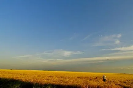 Grâu de iarnă cultivare, prelucrare și soiuri (iarna) Grâu de iarnă cultivare, prelucrare și soiuri