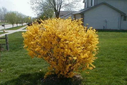 Forsythia Plant imagine de flori și descrierea, butași propagarea și cultivarea Forsythia în grădină