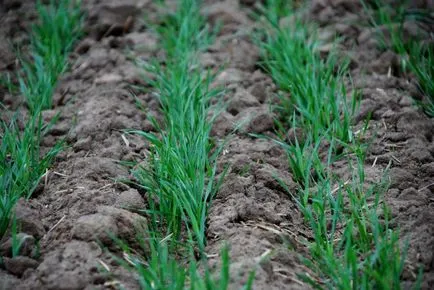 cultivarea grâului de iarnă, de prelucrare și de gradul (fertilizat de grâu de iarnă) Grâu de iarnă cultivare, prelucrare și soiuri
