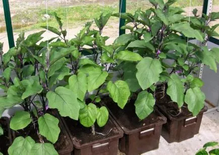 răsaduri de vinete la domiciliu cum să planteze, de îngrijire