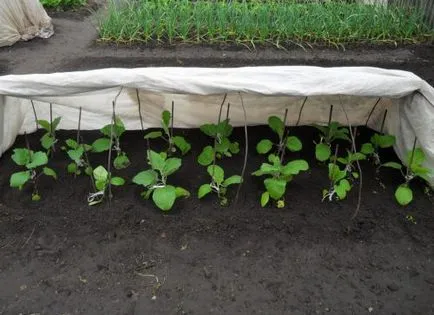 răsaduri de vinete la domiciliu cum să planteze, de îngrijire