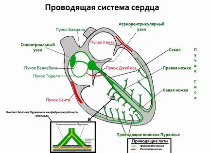 sistem de structura inimii si functia Efectuarea