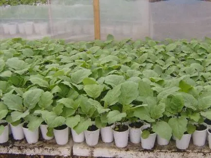 răsaduri de vinete la domiciliu cum să planteze, de îngrijire