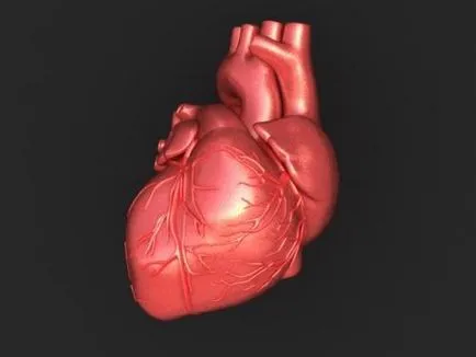 Sistemul structurii inimii, funcția și caracteristici anatomice și fiziologice Efectuarea