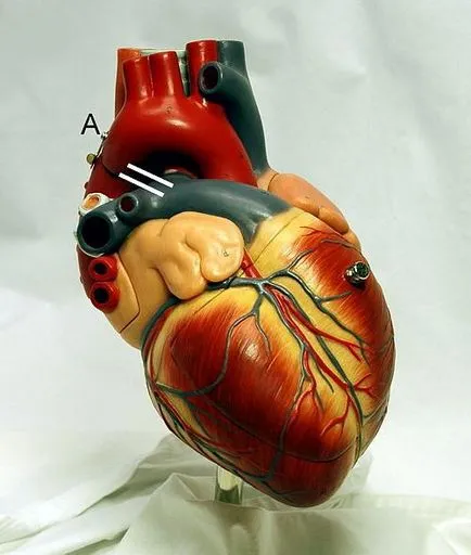 Sistemul structurii inimii, funcția și caracteristici anatomice și fiziologice Efectuarea