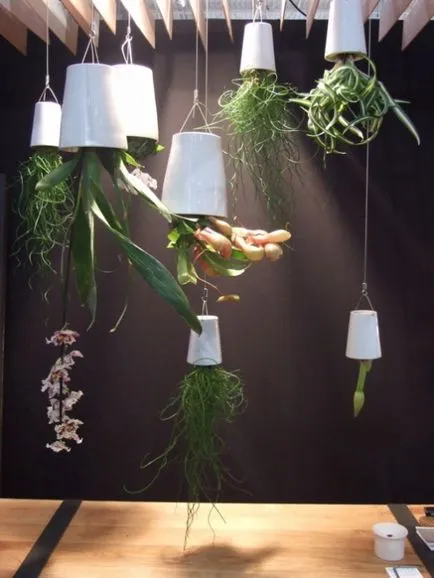 Plante în