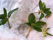 azalee de reproducere cum se propaga azalee utile houseplants