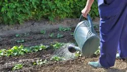 plantare Ridichea Margelan și de îngrijire, datele de plantare, cultură (Margelan) plantare Ridichea Margelan și de îngrijire, datele de plantare, cultură