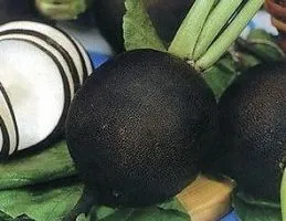 Ridichea - plantare și îngrijire, timp de plantare - negru, Margelan, daikon, iubesc grădina mea