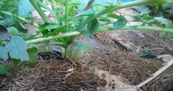 plantare Ridichea Margelan și de îngrijire, datele de plantare, de plantare (plantare) plantare Ridichea Margelan și de îngrijire, datele de plantare, cultură