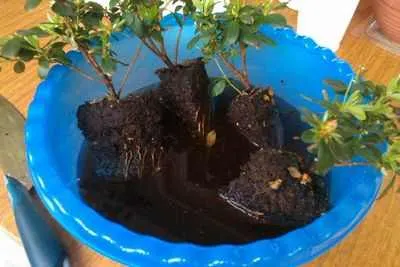 azalee de reproducere cum se propaga azalee utile houseplants