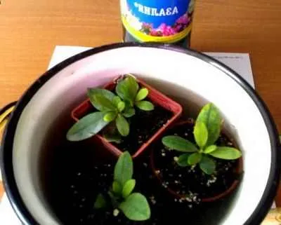 azalee de reproducere cum se propaga azalee utile houseplants