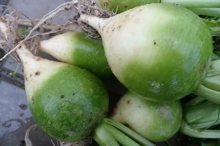 plantare Ridichea Margelan și de îngrijire, datele de plantare, cultură (ridichi) plantare Ridichea Margelan și de îngrijire, datele de plantare, cultură