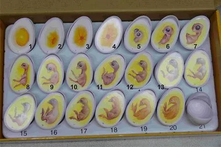 pui în dezvoltarea de ou de salturi - descriere, fotografii și video