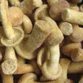 Rețete înghețate miere sarpelui în recoltarea de iarna in casa, site-ul de ciuperci (agarics miere) Rețete înghețate miere sarpelui în recoltarea de iarnă în casă, site-ul de ciuperci