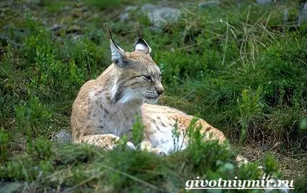 lynx animale