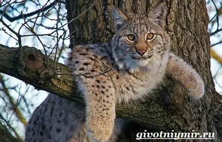 lynx animale