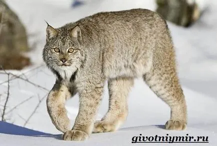 lynx animale