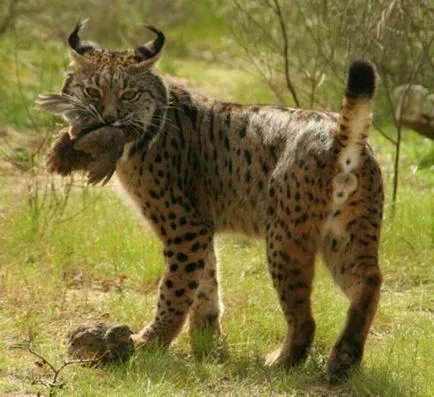 Lynx Descriere caracteristica