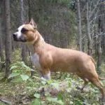 Drob pentru câini verde, carne de vită, uscat ce este, în cazul în care să cumpere, prețul și compoziția casei de câine (o parte din) Drob pentru câini verde, carne de vită, uscat ce este, în cazul în care să cumpere, prețul și compoziția casei de câine